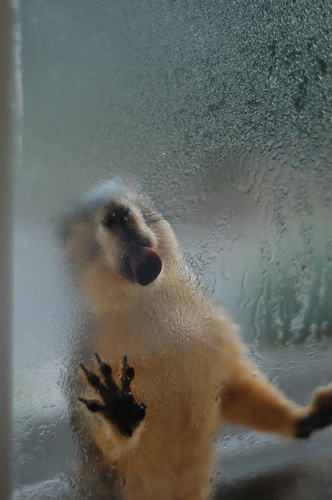 cute squirrel photography - please open the door its cold