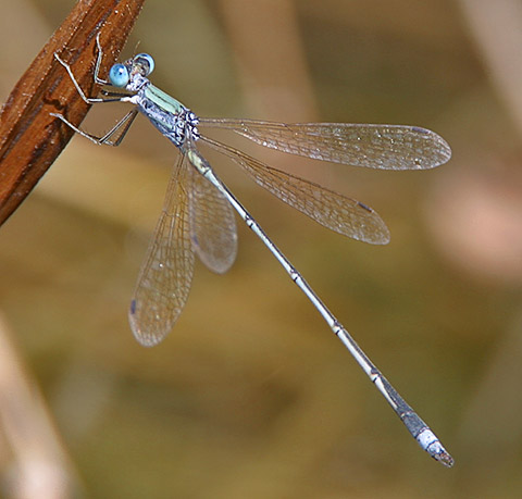 012-Lestes-pallidus-CD01d