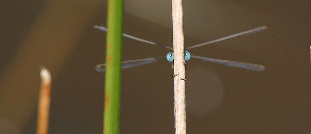 012-Lestes-pallidus-eyeballs