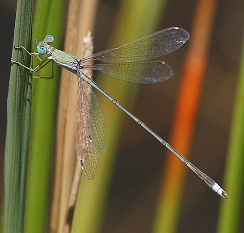 012-Lestes-pallidus-g