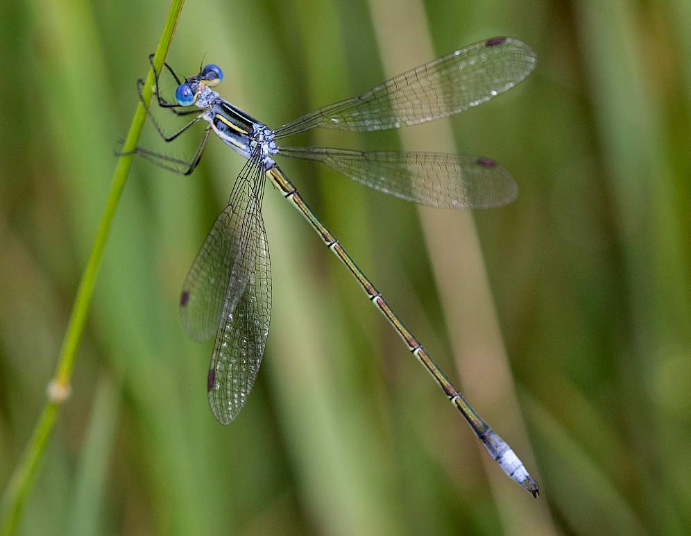 013-Lestes-plagiatus-M-Mahai-J05077