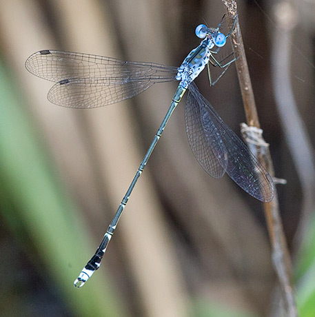 014-Lestes-tridens-M-Kokanje-H52011