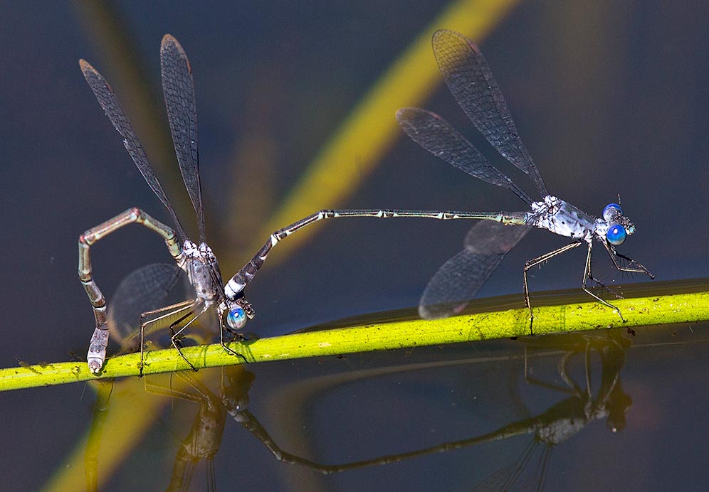 014-Lestes-tridens-MF-Kokanje-H42377