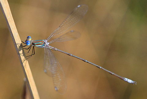 016-Lestes-virgatus-Gosho-G09379