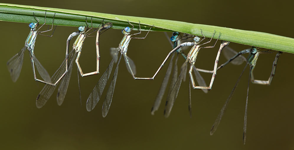 016-Lestes-virgatus-Vumba-Bot-Garden-Zim-H30086