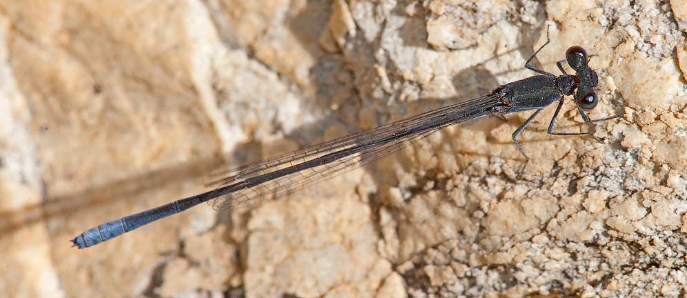 017-Elattoneura-frenulata-M-14881