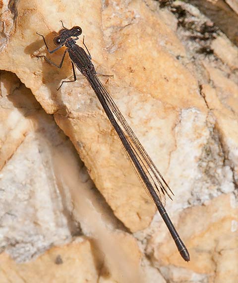 017-Elattoneura-frenulata-MF-14873
