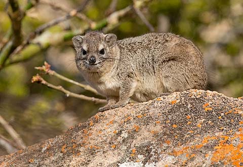 029-Yellow-spotted-Hyrax-Stone-Hills-H10777