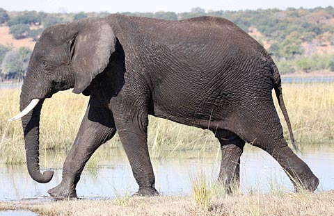 031-African-Elephant-F220975