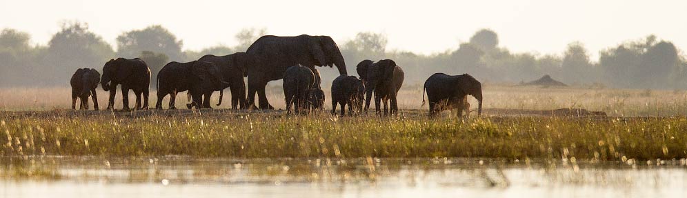 031-African-Elephant-G25253