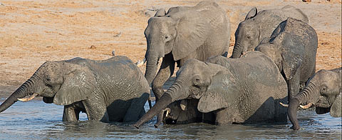 031-African-Elephant-Hwange-H10558