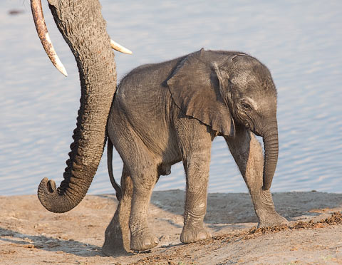 031-African-Elephant-Hwange-H10581