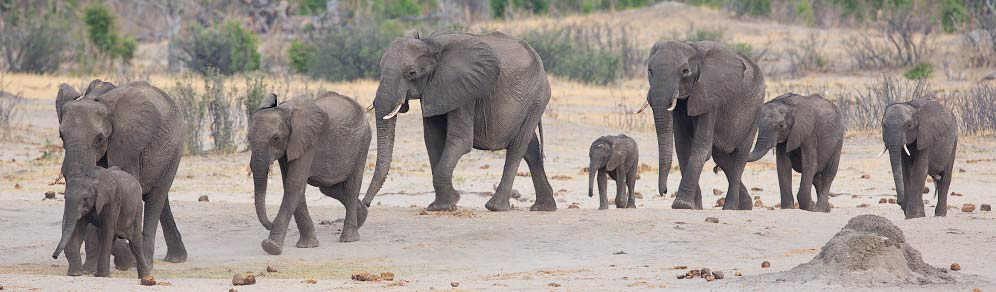 031-African-Elephant-Hwange-H19949