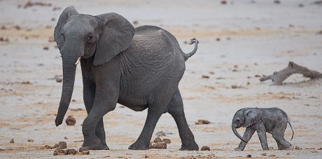 031-African-Elephant-Hwange-H19987