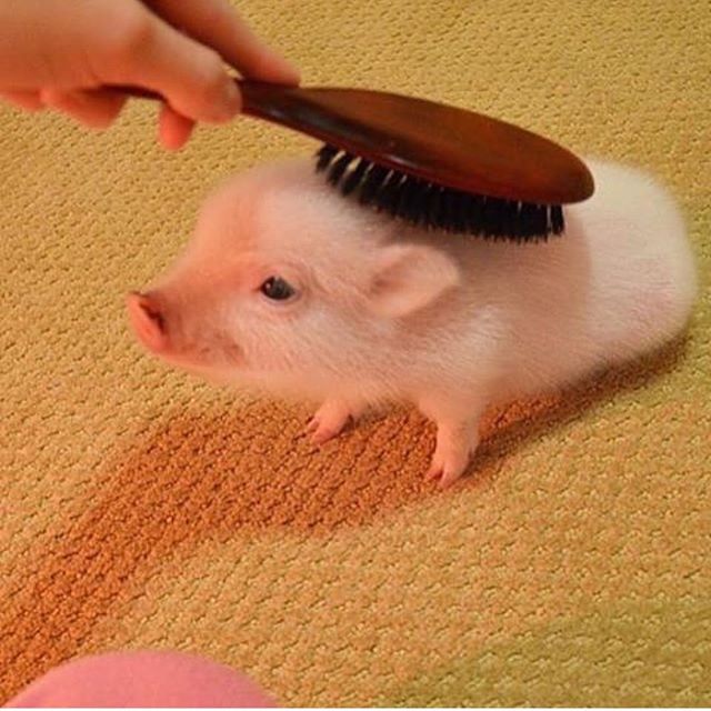 Baby Pig