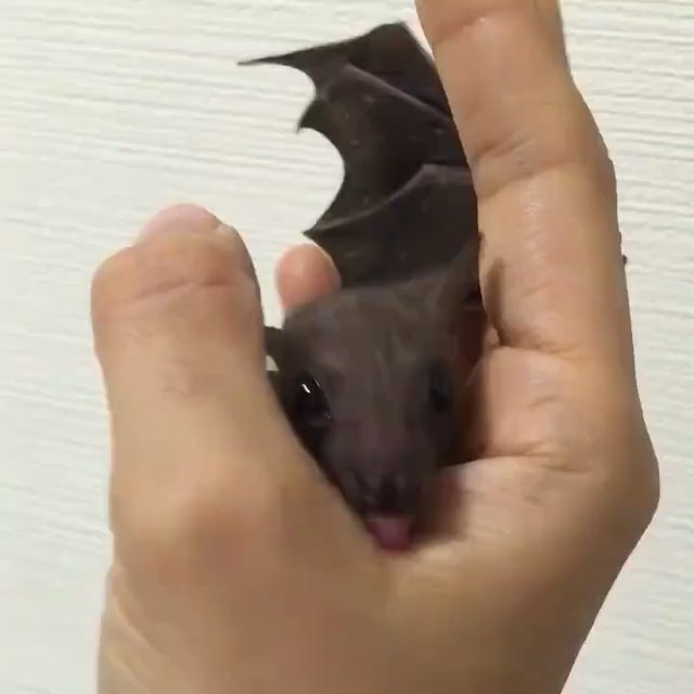 baby bat