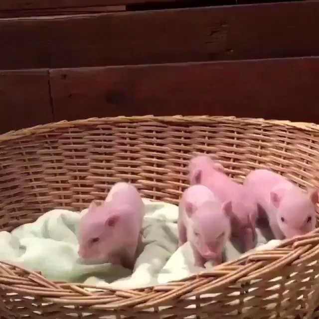 Baby Hogs