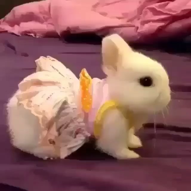 Baby Rabbit