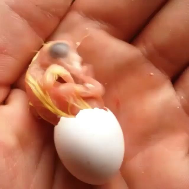 just hatched