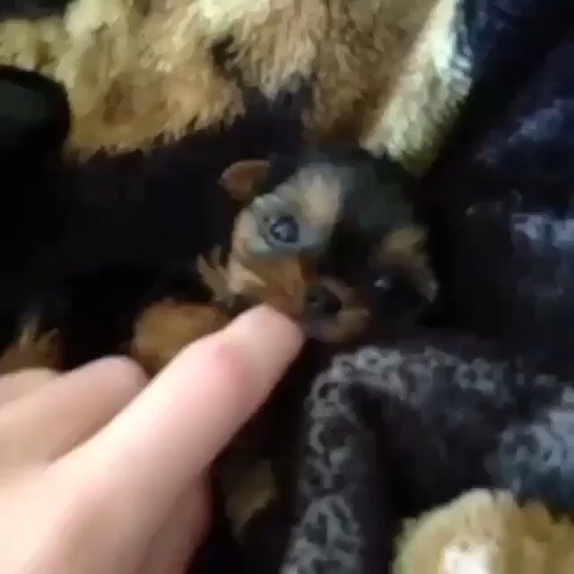 the first bite cute baby animal