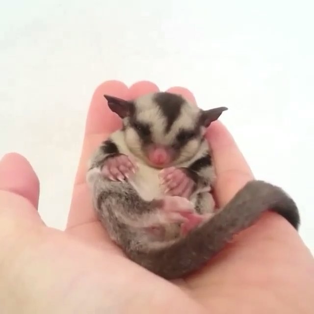 comfy little baby animal
