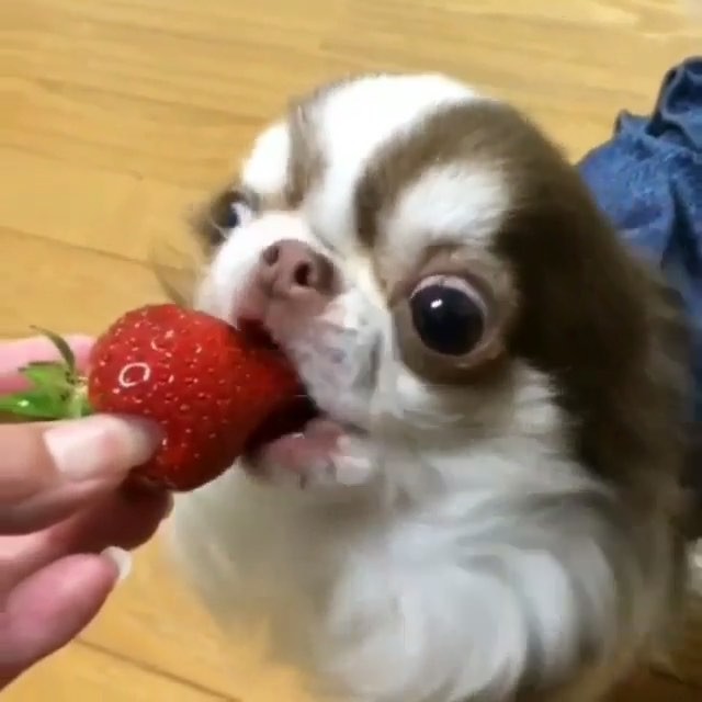 baby animal