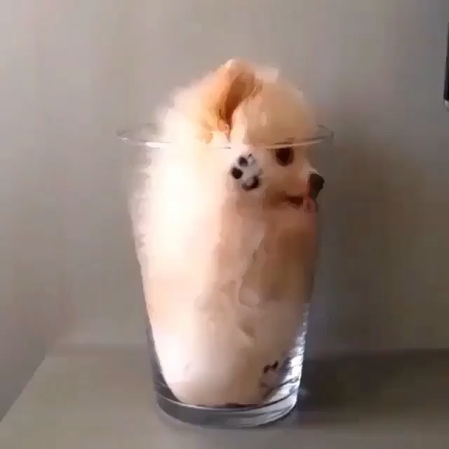 dog in glass