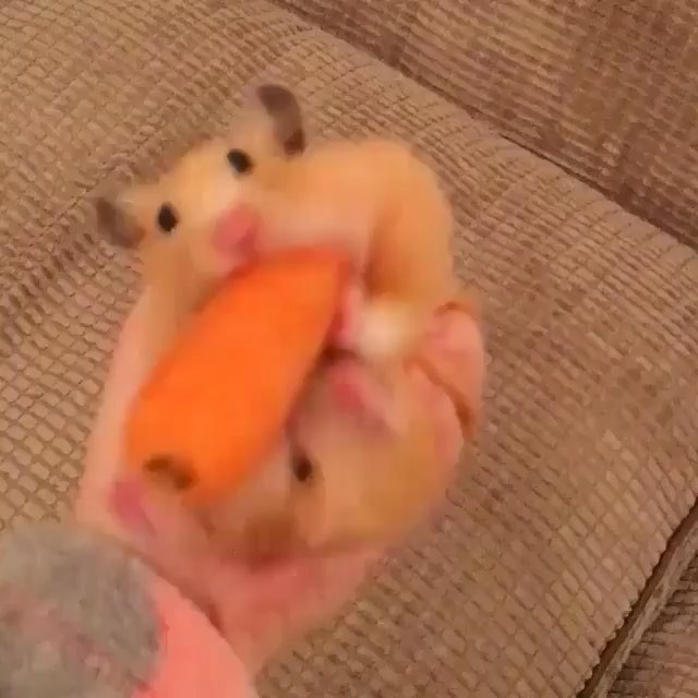 baby rat