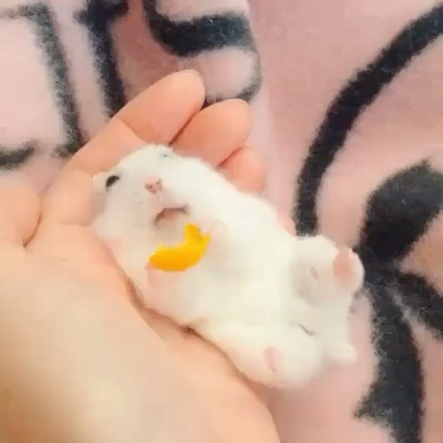 baby rat
