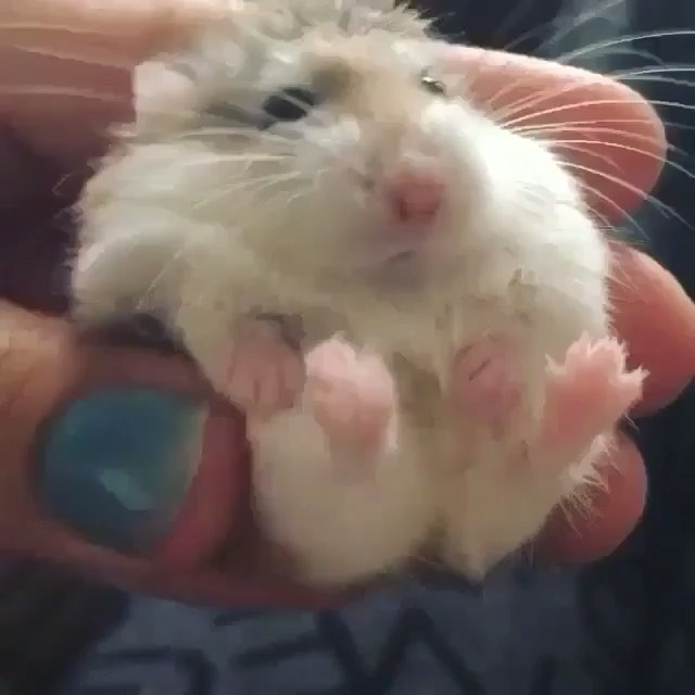 baby mouse