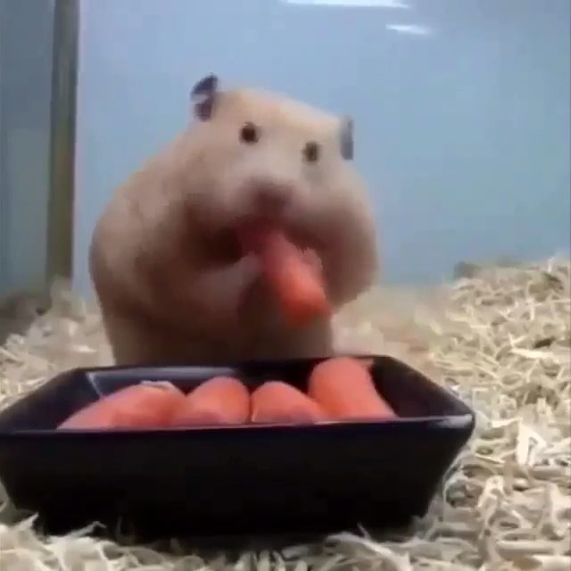 Little Mouse