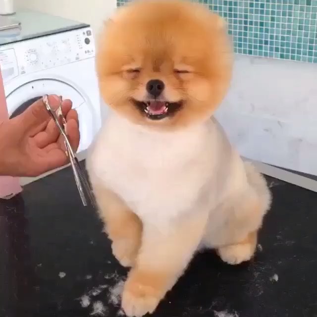 Dog Haircut