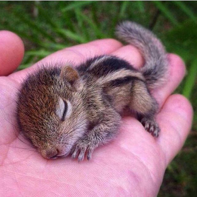 Baby Squirrel