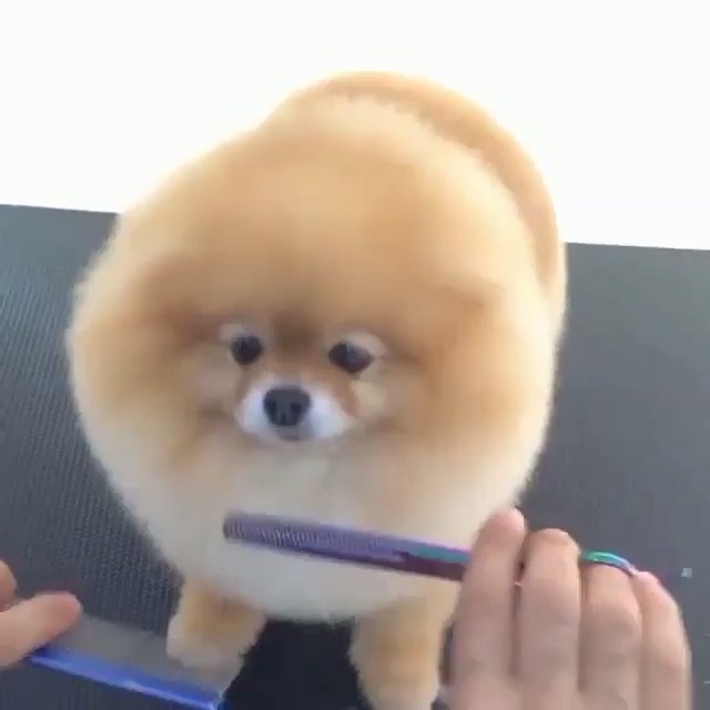 Dressing Dog
