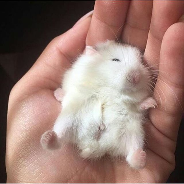 Sweet Slumber