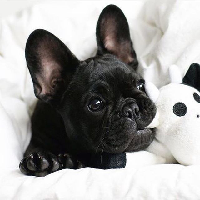 baby dog