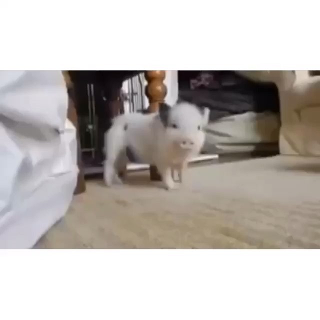 baby dog