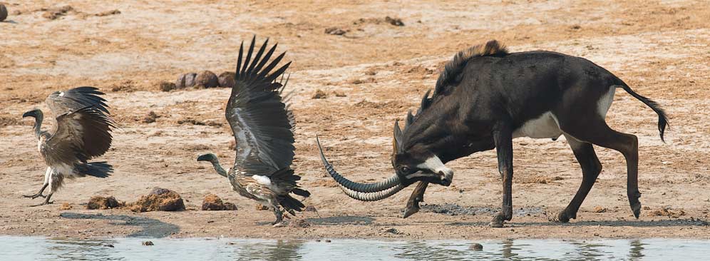 335-Sable-Hwange-H10174