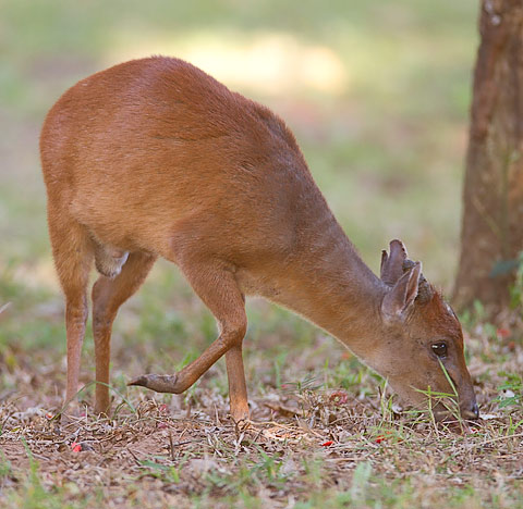 338-Red-Duiker-Mtunzini-H07566
