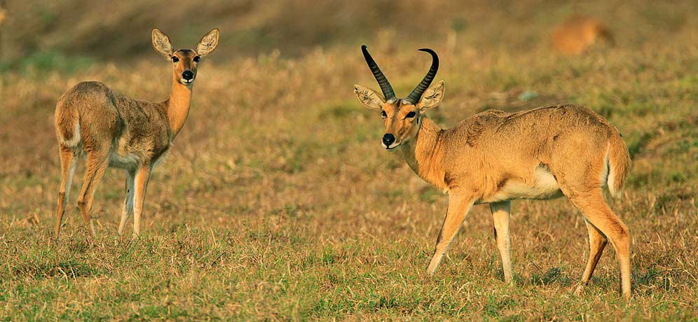 340-Southern-Reedbuck-G07999