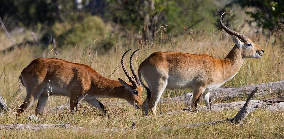 343-Lechwe-Khwai-River-J08540