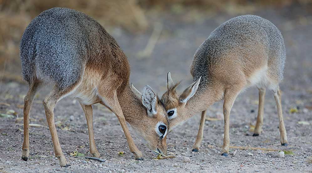 347-Damara-Dikdik-Waterberg-Nam-K03133