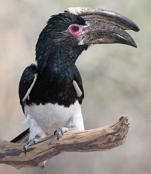 455-Trumpeter-Hornbill-Chobe-H09688