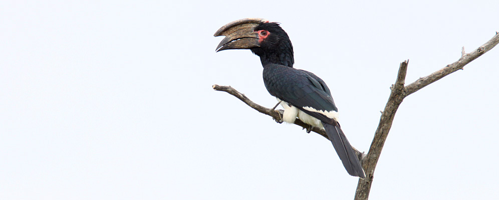 455-Trumpeter-Hornbill-E34721