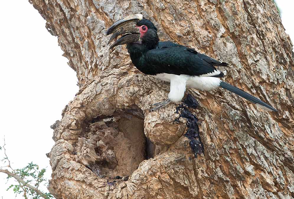 455-Trumpeter-Hornbill-Pafuri-H47862