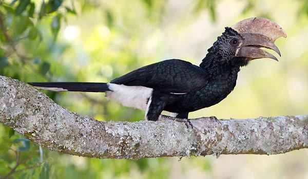 456-Silvery-cheeked-Hornbill-G09996