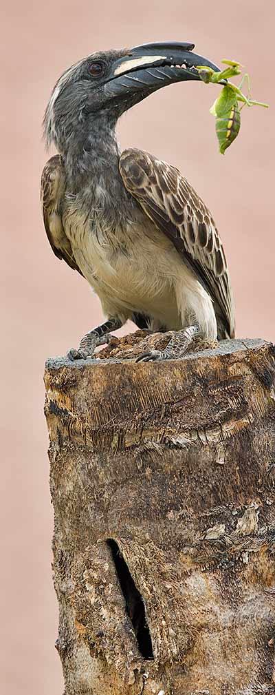 457 Afr Grey Hornbill Kokanje H48435
