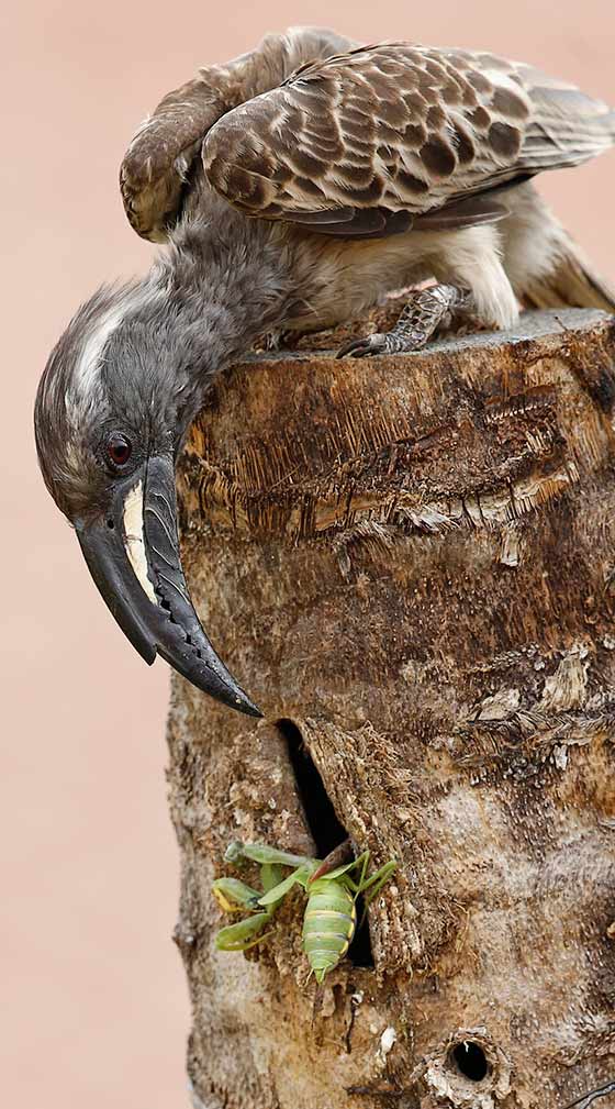 457-Afr-Grey-Hornbill-Kokanje-H48437