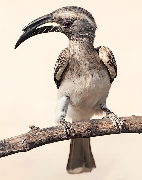 457-Grey-Hornbill-03783