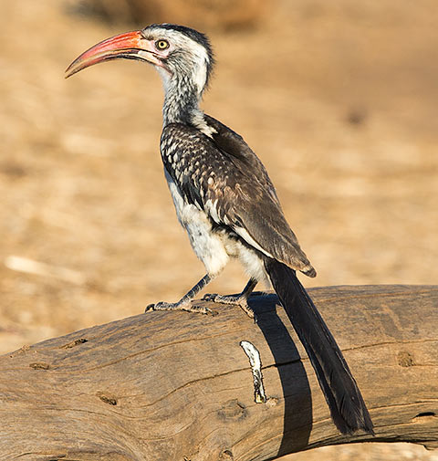 458-Red-billed-Hornbill-Shingwedzi-H46817